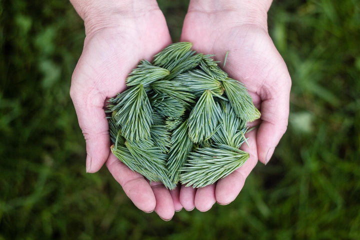10 raisons de choisir Passion Herbale